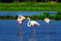 Flamencos